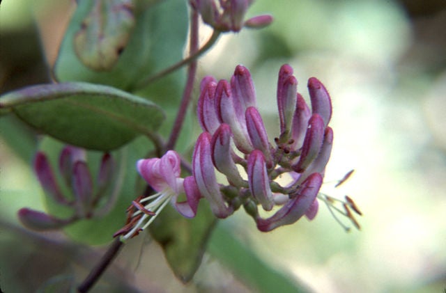 Hairy (pink) honeysuckle - Lonicera hispidula | Nature's Haven